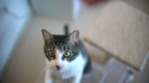 Cat playing with string at home in slow motion Stock Footage 254798174