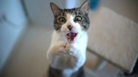 Cat playing with string at home in slow motion Stock Footage 254798622
