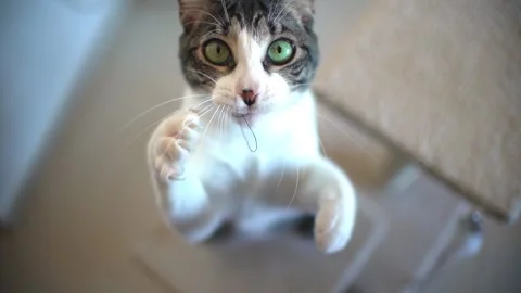 Cat playing with string at home in slow motion Stock-Footage 254798855