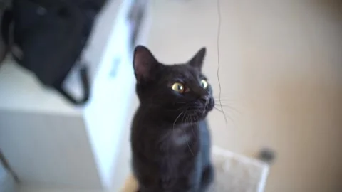 Cat playing with string at home in slow motion Stock-Footage 254798858