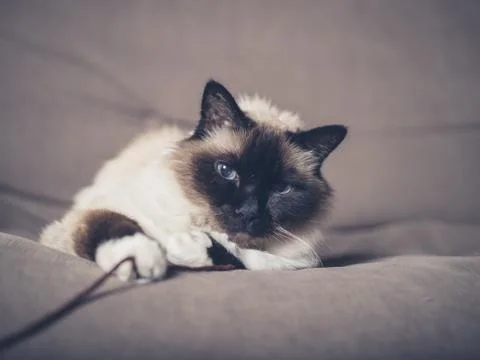 Cat playing with string on sofa Stock Photos