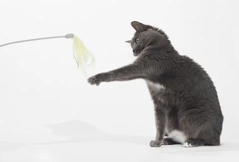 Cat playing with string toy Stock Photos
