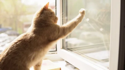 Cat playing with sunbeam Stock Footage 90164886