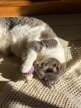 Cat playing in the sunlight Stock Photos
