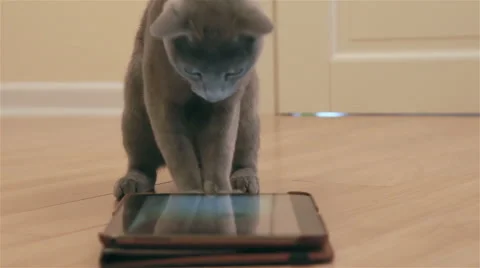 Cat playing with tablet pc Stock Footage