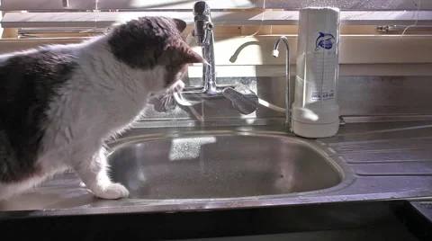 Cat playing with tap water in a kitchen Stock Video Pond5