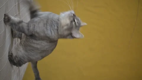 Cat playing with teaser toy Stock Footage 269353024