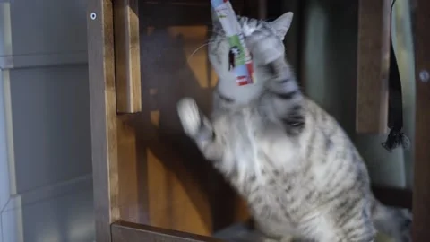 Cat playing with thread slow motion shooting Stock Footage 232419658