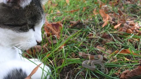 Cat playing with a tiny snake 스톡 동영상 151217516