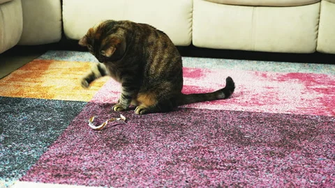 The cat playing with a toy on the carpet Video stock 217657111