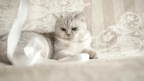 The cat is playing with a toy. Stock Footage 172547456