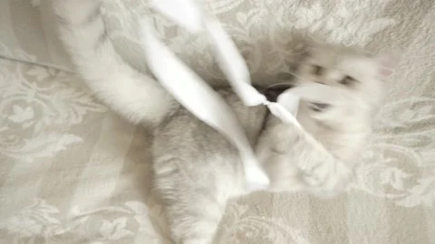 The cat is playing with a toy. Stock Footage 172547501