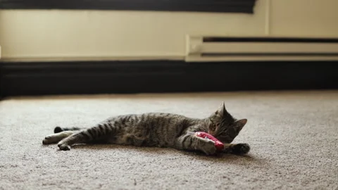 Cat Playing with Toy Video stock 240955037