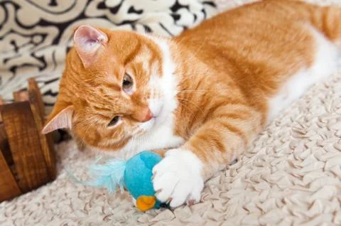 Cat playing with toy mouse Foto stock