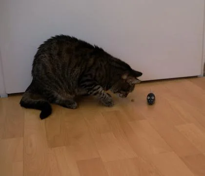 Cat playing with toy mouse Stock Photos