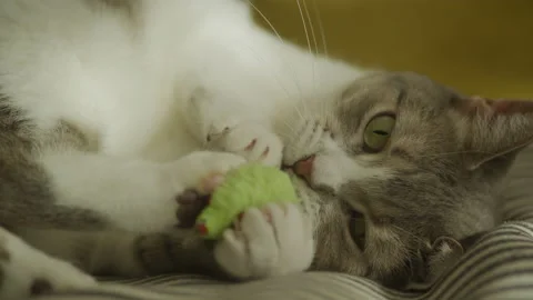 Cat playing with toy mouse in slow motion Video stock 237889668