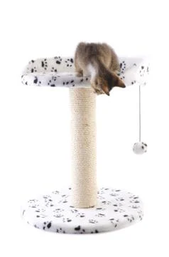Cat playing with toy Stock Photos