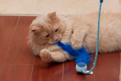 Cat playing with toy Stock Photos