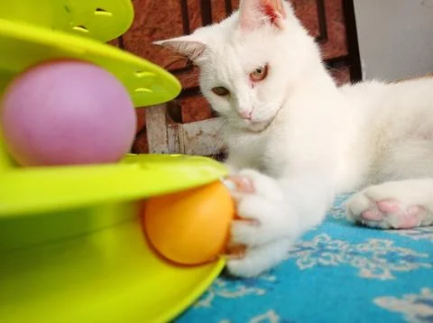 Cat playing with the toy Stock Photos
