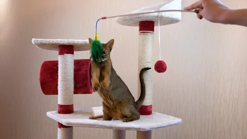 Cat playing with a toy on scratching post. Slow motion Stock Footage 88077629