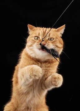 Cat playing with toy string in mid-air Stock Photos
