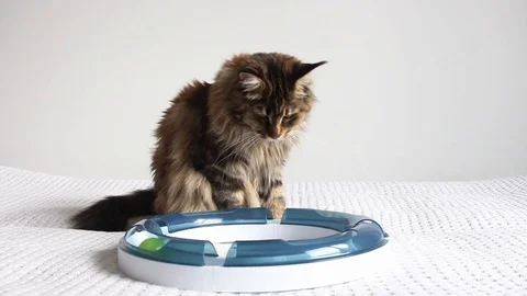 Cat playing with toy on white background Stock Footage 113147940