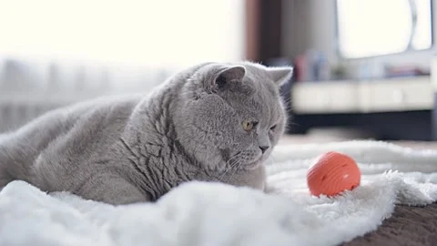 Cat playing with toys Stock Footage 154185804