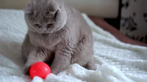 Cat playing with toys Stock Footage 154185817