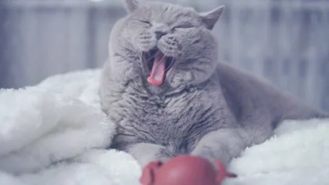 Cat playing with toys Stock Footage 154185826