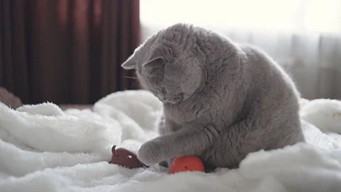 Cat playing with toys Stock Footage 154185880