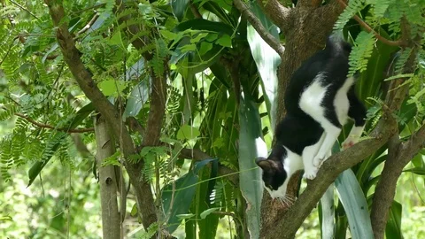 Cat playing on the tree Stock Footage 82971351