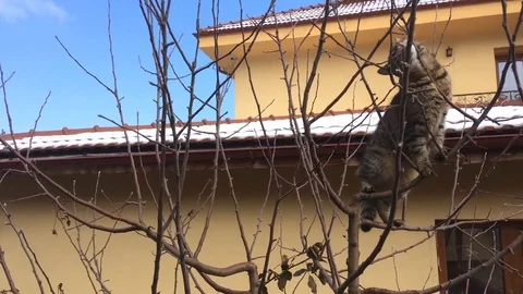 Cat playing in a tree Stock Footage 86196572