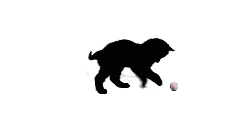 Cat playing with walnuts Stock Footage 945504