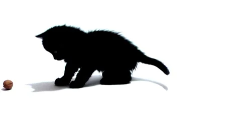 Cat playing with walnuts Stock Footage 978689