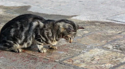 Cat playing with water Stock Footage 32420588
