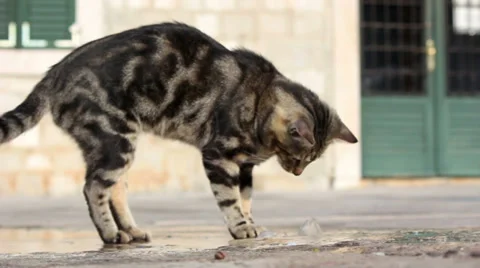 Cat playing with water Vídeo Stock 32420775