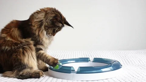 Cat playing on white Stock Footage 113147731