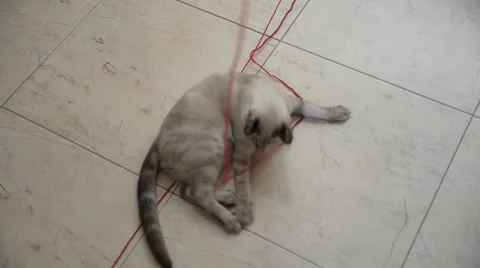 Cat playing with wool Stock Footage 42651428