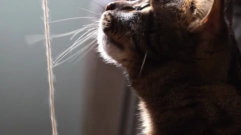 The cat is playing with the yarn from the ball. Vidéo 169984842