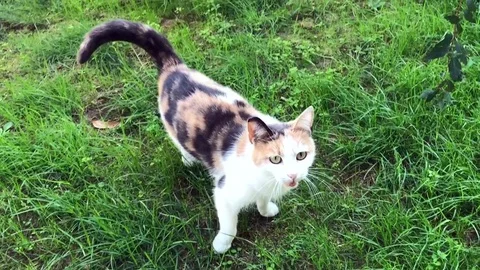 Cat plays and mouses Stock Footage 82688559