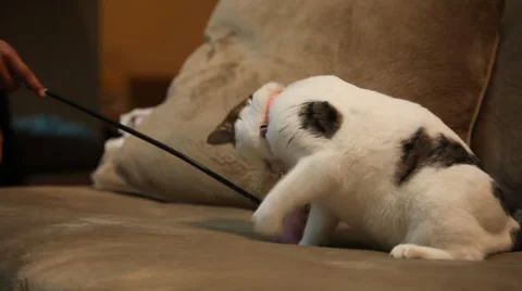 Cat Plays with Cat Toy Stock Footage 35847535