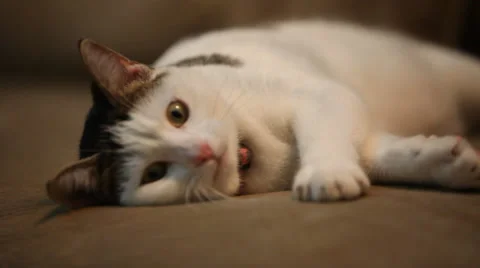Cat Plays with Cat Toy Stock Footage 35847669