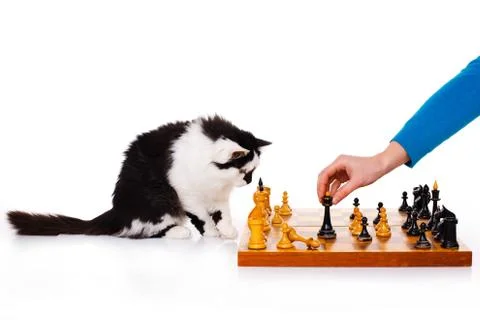 Cat plays chess Stock Photos