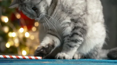 Cat plays, Christmas tree decorations background lights Stock Footage 295699783