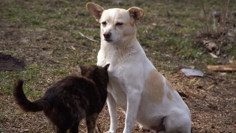 The cat plays with the dog.Close up Stock Footage 125809098
