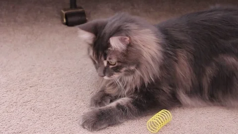 Cat Plays on Floor 動画素材 82771799