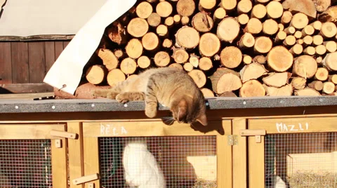 Cat plays Video stock 34969927