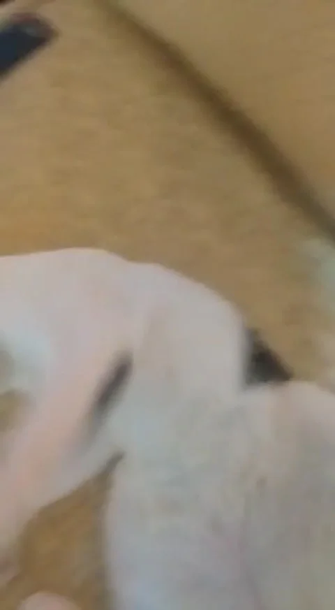 The cat plays 動画素材 152254425