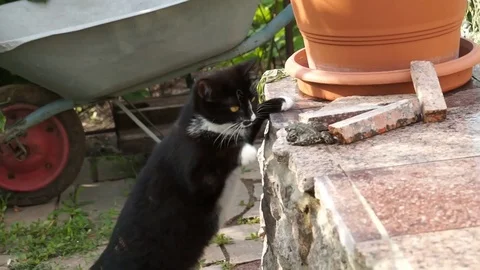 Cat plays with a frog. Touches her foot. Stock Footage 101840063