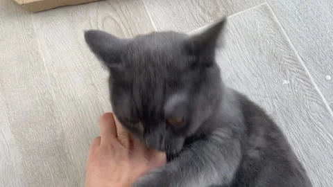 The cat plays with the hand. Stock Footage 219471857